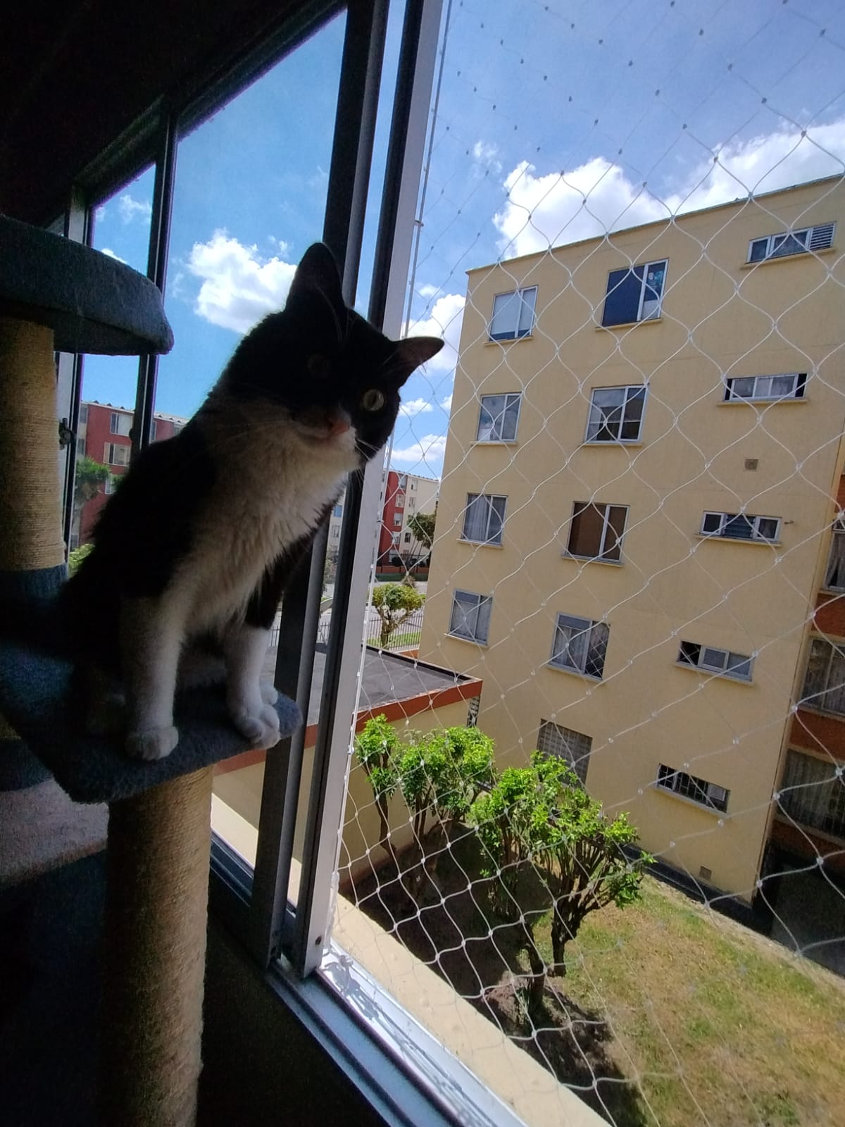 Mallas resistentes instaladas en ventanas para prevenir accidentes con mascotas.