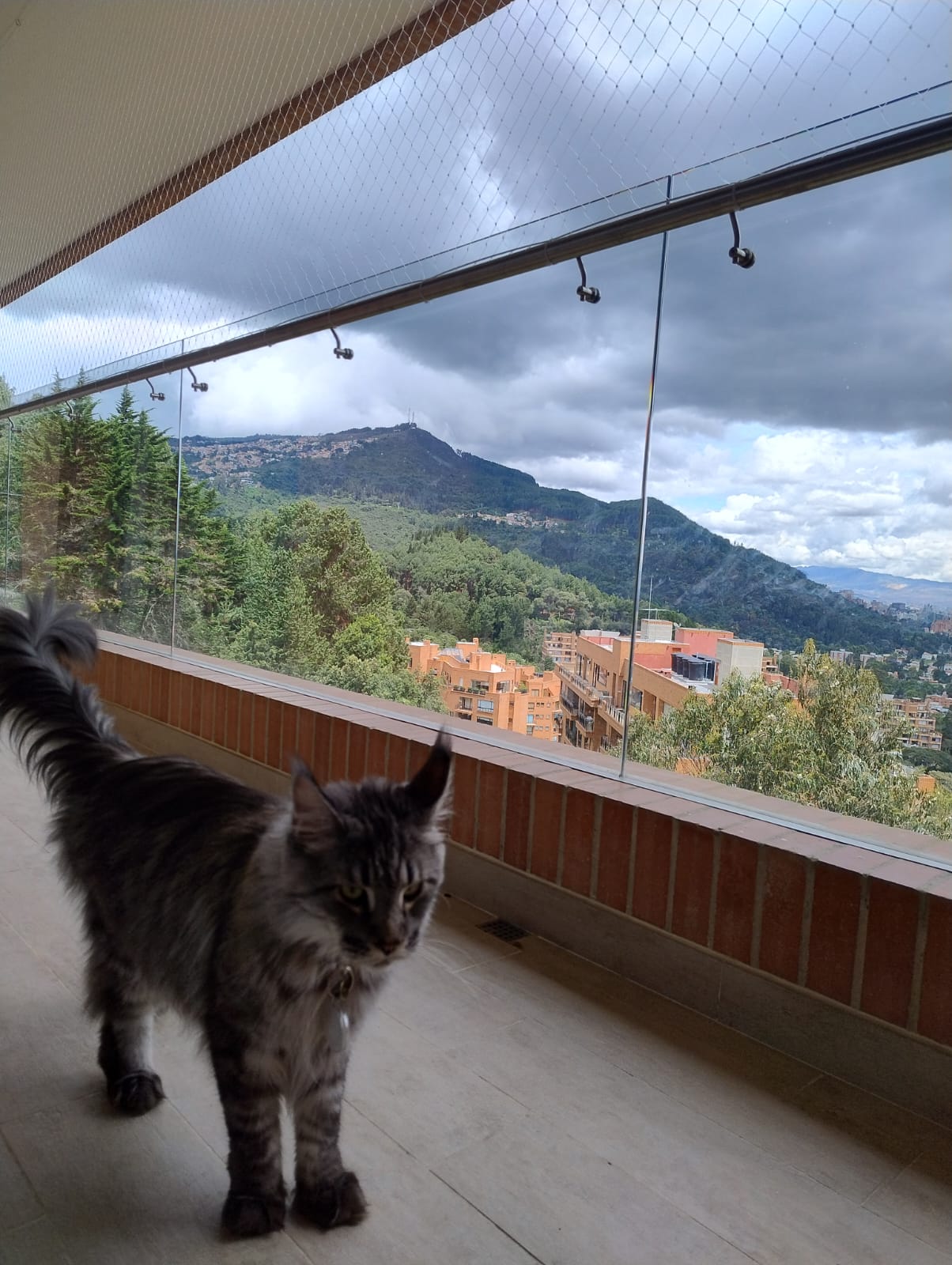 Instalación de mallas de seguridad en ventanas grandes de piso a techo.